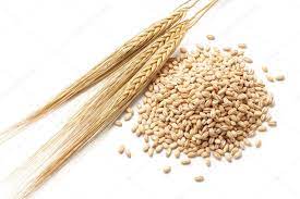 Barley - Organic Pearled, 1 lb.